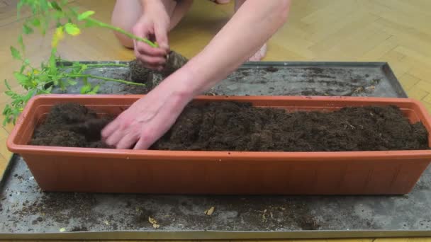 Mãos masculinas plantando tomates brotos dentro de caixa de janela de plástico cheio de solo, tiro de perto — Vídeo de Stock