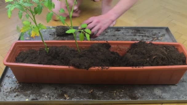 Hombre plantando tomates en casa. Manos masculinas plantando brotes de tomates dentro de una caja de ventana de plástico llena de tierra, primer plano — Vídeos de Stock