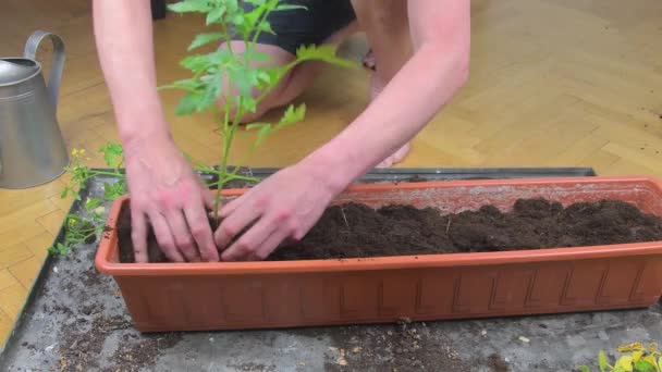 Männliche Hände pflanzen sorgfältig Tomatenpflanzen in den Fensterkasten, Handschuss. Gartenarbeit zu Hause — Stockvideo