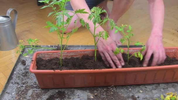 Plantando brotos de tomates. Homem plantando tomates em casa. Mãos masculinas plantando tomates brotos dentro de caixa de janela de plástico cheio de solo, tiro de perto. Homem regando tomates em seu jardim em casa — Vídeo de Stock