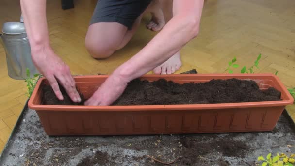 Manos masculinas plantando cuidadosamente la planta de tomate en la caja de la ventana, tiro de mano. Jardinería en casa. Hombre plantando tomates en casa. Manos masculinas plantando brotes de tomates dentro de una caja de ventana de plástico llena de — Vídeo de stock