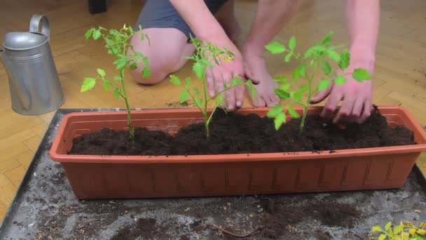 Hombre plantando tomates en casa. Manos masculinas plantando brotes de tomates dentro de la caja de ventana de plástico lleno de tierra, tiro de cerca. Hombre regando tomates en su jardín casero — Vídeo de stock
