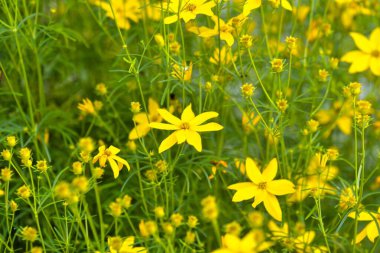 Coreopsis, Asteraceae familyasından bir bitki cinsidir. Kaliopsis ve kene tohumu gibi yaygın isimler, çeşitli diğer çiçeklerle paylaşılan bir isim. Çiçeklerle dolu bir yaz çayırı kavramı. Kırsal arkaplan ile sarı arkaplan