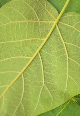 Yeşil bir yaprağın altındaki doku. Yeşil yaprakların detaylı dokusu. Yeşil arka plan ve çevre kavramı. Yakın plan, makro resim