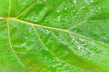 Koyu yeşil bir yaprağın dokusu. Su damlacıkları ile yeşil yaprakların yüzeyinin detayları. Makro görüntü, yakın plan. Yeşil dokulu arkaplan kavramı