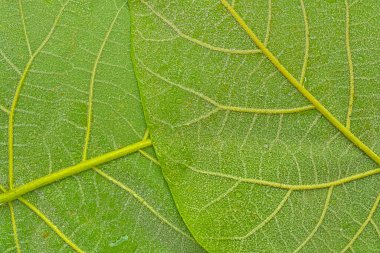 Koyu yeşil bir yaprağın dokusu. Büyük yeşil bir yaprağın altındaki detaylar. Makro görüntü, yakın plan. Yeşil dokulu arkaplan kavramı