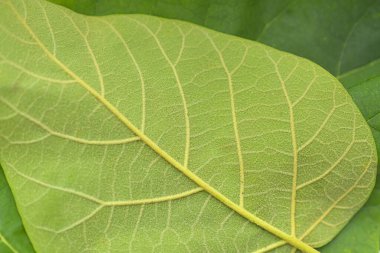 Koyu yeşil bir yaprağın dokusu. Büyük yeşil bir yaprağın altındaki detaylar. Makro görüntü, yakın plan. Yeşil dokulu arkaplan kavramı