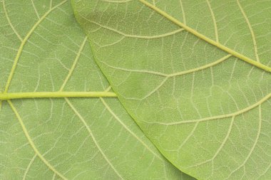 Koyu yeşil bir yaprağın dokusu. Büyük yeşil bir yaprağın altındaki detaylar. Makro görüntü, yakın plan. Yeşil dokulu arkaplan kavramı