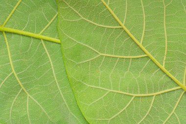 Yeşil bir yaprağın altındaki doku. Yeşil yaprakların detaylı dokusu. Yeşil arka plan ve çevre kavramı. Yakın plan, makro resim.