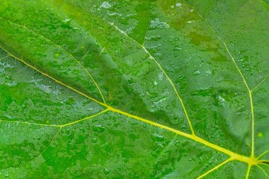 Koyu yeşil bir yaprağın dokusu. Su damlaları olan yeşil bir yaprağın ayrıntıları. Makro fotoğraf, yakın plan. Yeşil desenli arkaplan kavramı