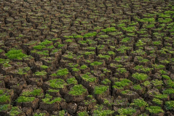 Gebarsten Bodemgrond Achtergrond Een Close Van Scheuren Grond Als Gevolg — Stockfoto