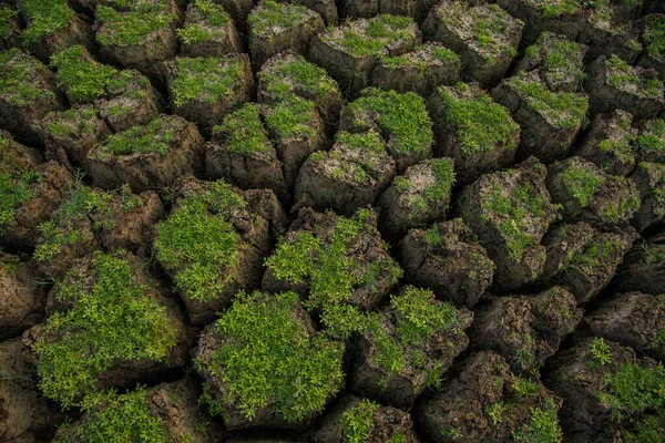 Cracked Soil Ground Background Closeup Cracks Ground Due Drought Reservoir — Stock Photo, Image