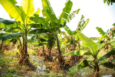 Muz çiftliği. Muz Çiftliği. Kırsal kesimde genç muz bitkileri.