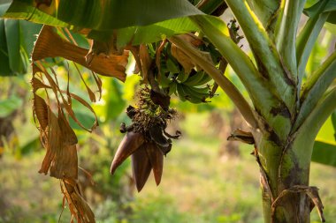 Muz çiftliği. Muz Çiftliği. Kırsal kesimde genç muz bitkileri.