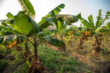 Muz çiftliği. Muz Çiftliği. Kırsal kesimde genç muz bitkileri.