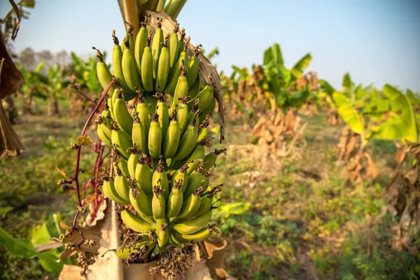 Banana plantation. Banana Farm. Young banana plants in rural farm.