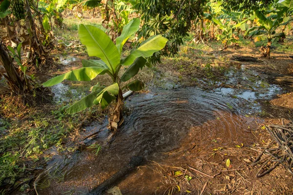 Banana plantation. Banana Farm. Young banana plants in rural farm.