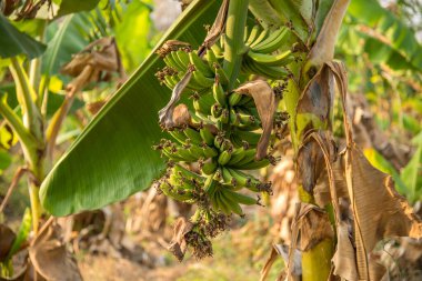 Muz çiftliği. Muz Çiftliği. Kırsal kesimde genç muz bitkileri.