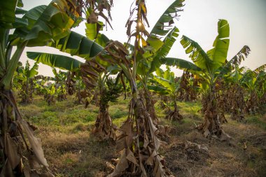 Muz çiftliği. Muz Çiftliği. Kırsal kesimde genç muz bitkileri.