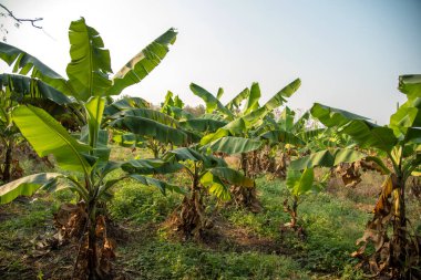 Muz çiftliği. Muz Çiftliği. Kırsal kesimde genç muz bitkileri.