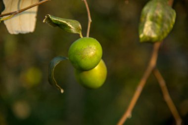 Hindistan Jujube veya berber (Ziziphus mauritiana) tarlasında