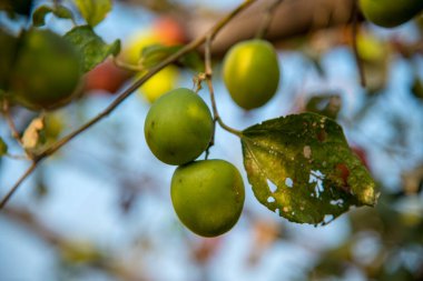 Hindistan Jujube veya berber (Ziziphus mauritiana) tarlasında