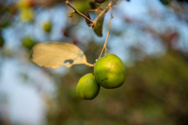 Hindistan Jujube veya berber (Ziziphus mauritiana) tarlasında