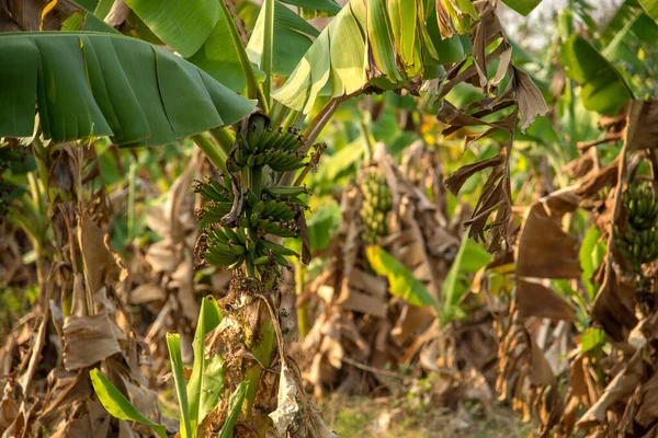 Banana plantation. Banana Farm. Young banana plants in rural farm.