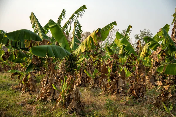 Banana plantation. Banana Farm. Young banana plants in rural farm.