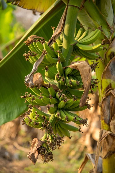 Banana plantation. Banana Farm. Young banana plants in rural farm.