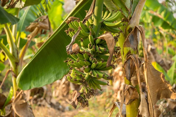 Banana plantation. Banana Farm. Young banana plants in rural farm.