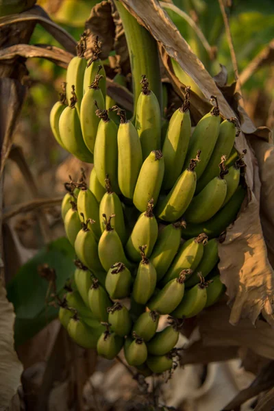 Banana plantation. Banana Farm. Young banana plants in rural farm.