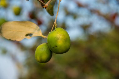 Hindistan Jujube veya berber (Ziziphus mauritiana) tarlasında
