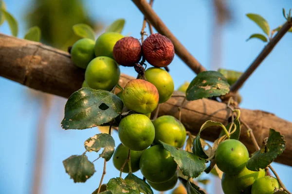 Hindistan Jujube veya berber (Ziziphus mauritiana) tarlasında