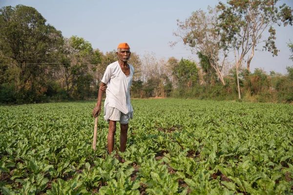 Amravati Maharashtra India January 2018 Unidentified Farmer Working Beetroot Field — Stock Photo, Image
