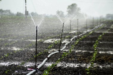 Fıskiyeler, otomatik sulama sistemi çiftlikte sulanıyor