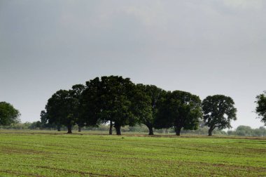 Yeşil tarım arazisi olan tarım arazisi