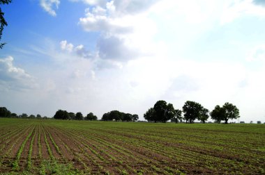 Yeşil tarım arazisi olan tarım arazisi