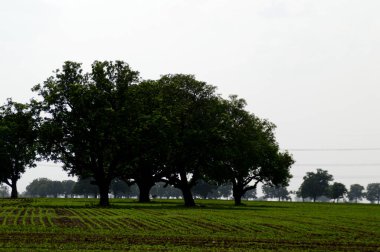 Yeşil tarım arazisi olan tarım arazisi