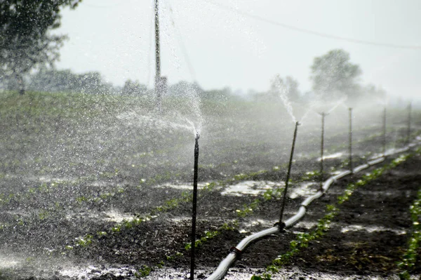 Sprinklers Automatic Sprinkler Irrigation System Watering Farm — Stock Photo, Image