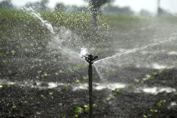 Irrigatori Irrigazione Automatica Dell Impianto Irrigazione Azienda — Foto Stock