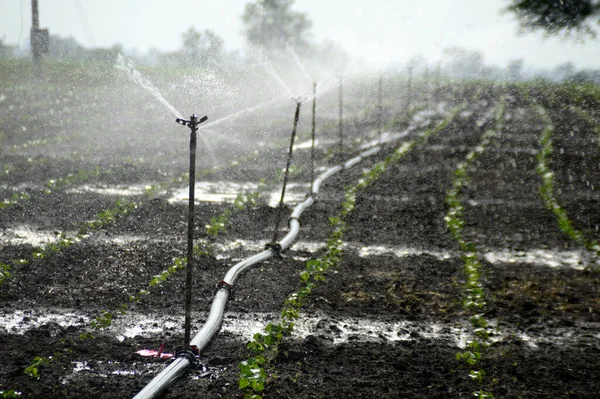 Sprinklers Automatic Sprinkler Irrigation System Watering Farm — Stock Photo, Image