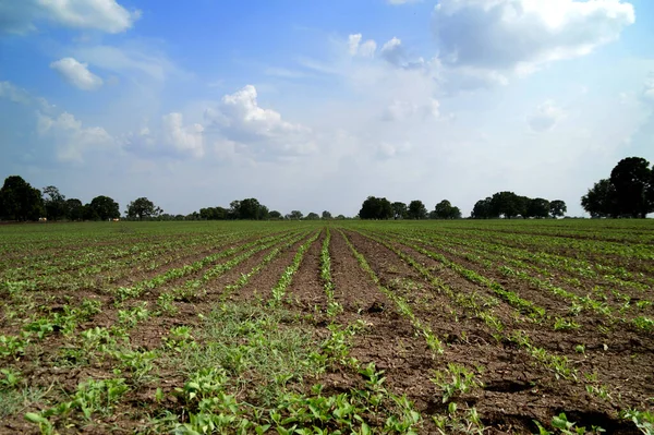 Сельскохозяйственный Ландшафт Зелеными Полями — стоковое фото