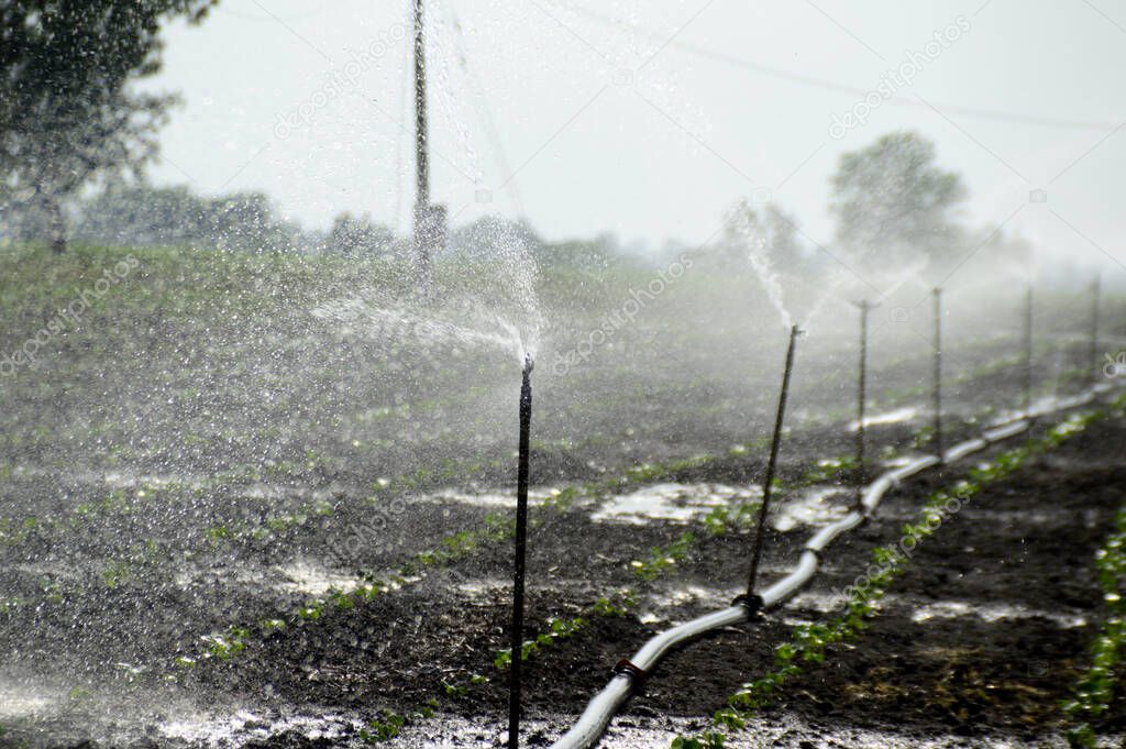 Sprinklers, Automatic Sprinkler irrigation system watering in the farm