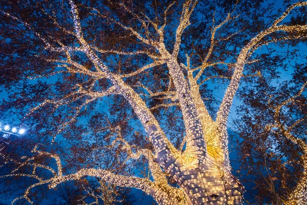 Viyana, ışıklı süslü ağaç Meydanı Rathausplatz Chrismas marketler