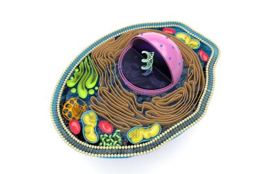 3D rendering of the human cell cross section, detailed colorful anatomy, top view, white background clipart