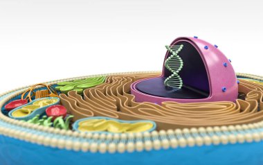 İnsan hücre kesitinin 3 boyutlu canlandırması, detaylı renkli anatomi, beyaz arkaplan, çekirdekteki DNA 'ya odaklan