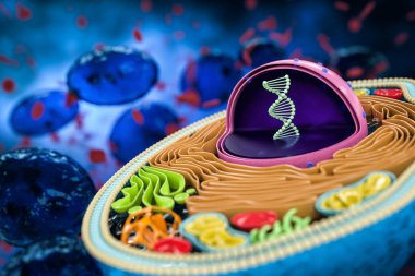 İnsan hücre kesitinin 3 boyutlu görüntülenmesi, detaylı renkli anatomi, koyu mavi arkaplan, çekirdekteki DNA 'ya odaklan