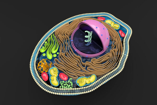 3D rendering of the human cell cross section, detailed colorful anatomy, top view, black background
