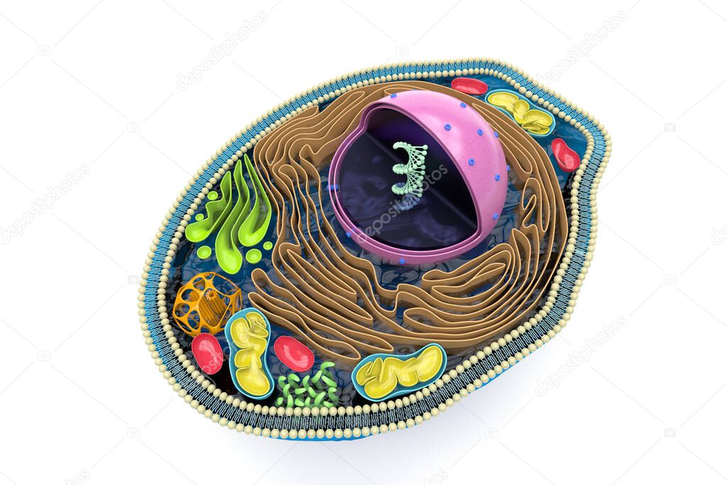 3D rendering of the human cell cross section, detailed colorful anatomy, top view, white background